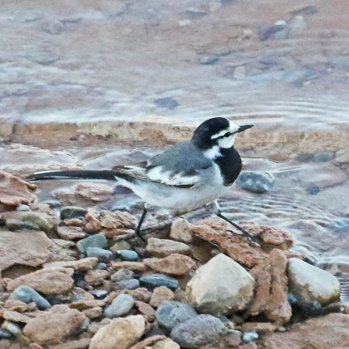 White Wagtail (Black-backed) - ML150675101