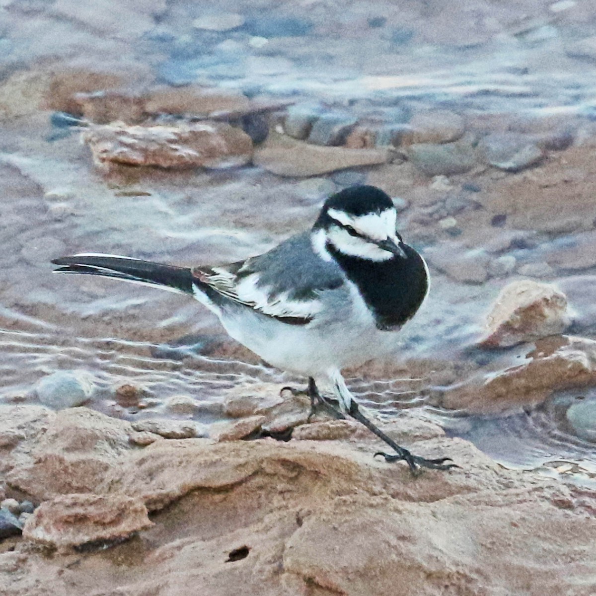 White Wagtail (Black-backed) - ML150675121