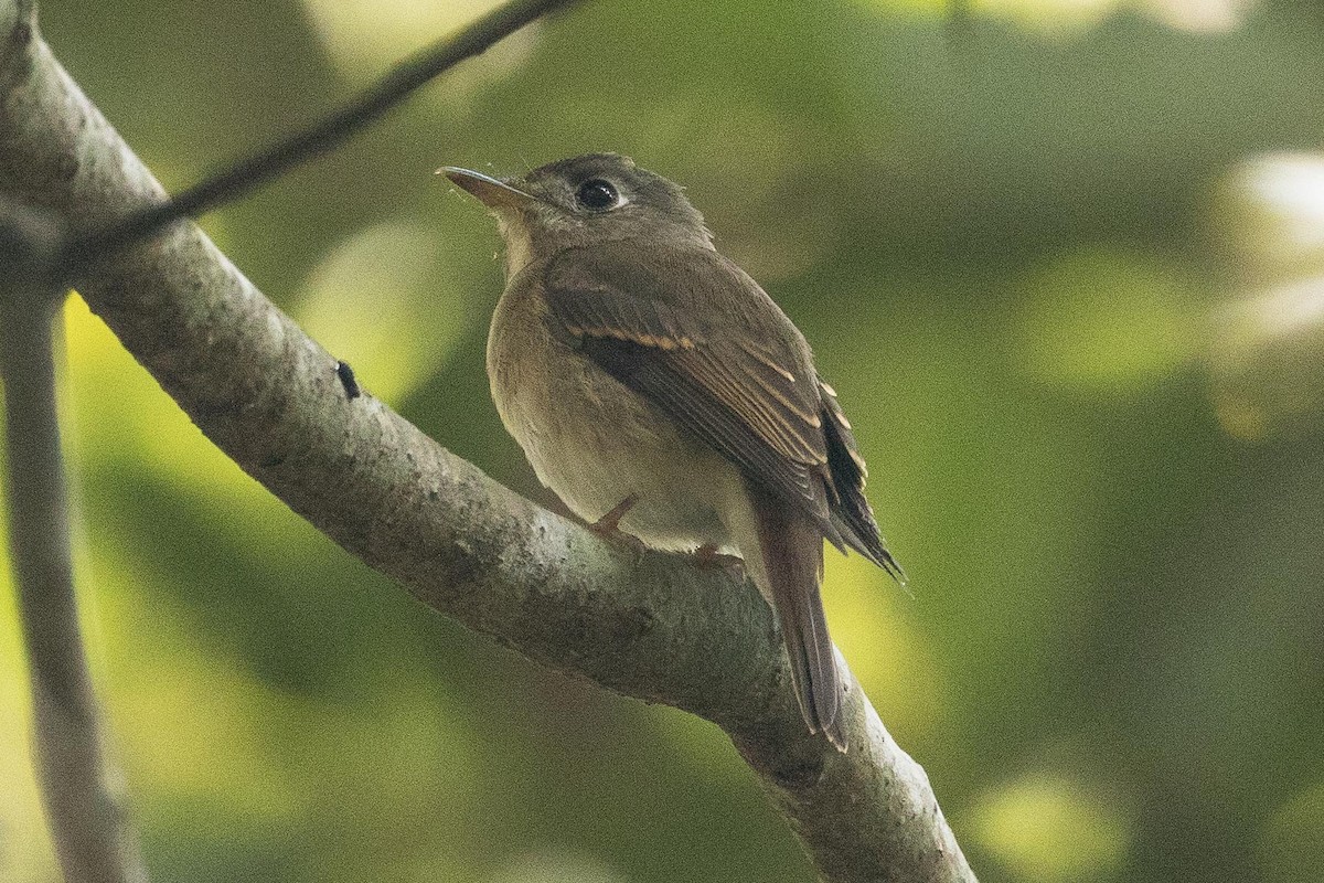 Brown-breasted Flycatcher - ML150675131