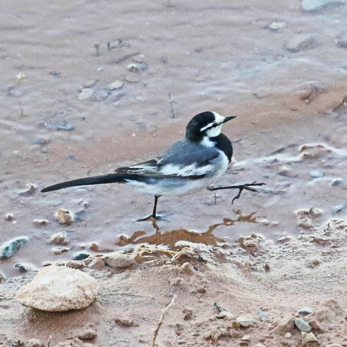 White Wagtail (Black-backed) - ML150675141