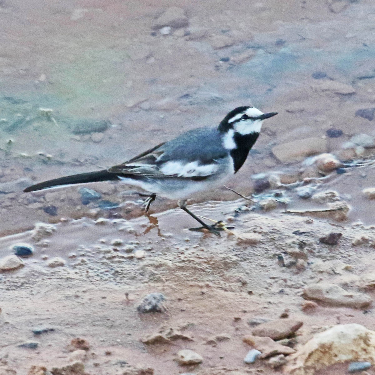 White Wagtail (Black-backed) - ML150675151