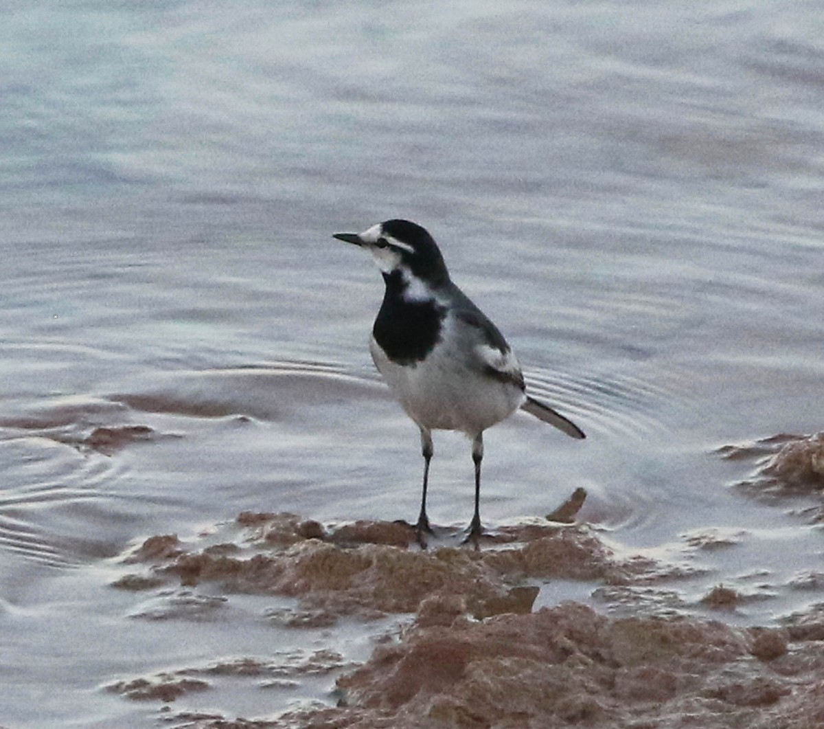 White Wagtail (Black-backed) - ML150675171