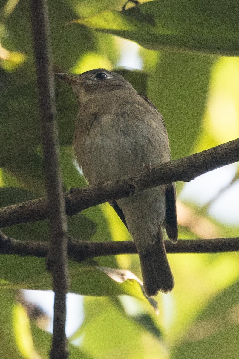 Brown-breasted Flycatcher - ML150675231