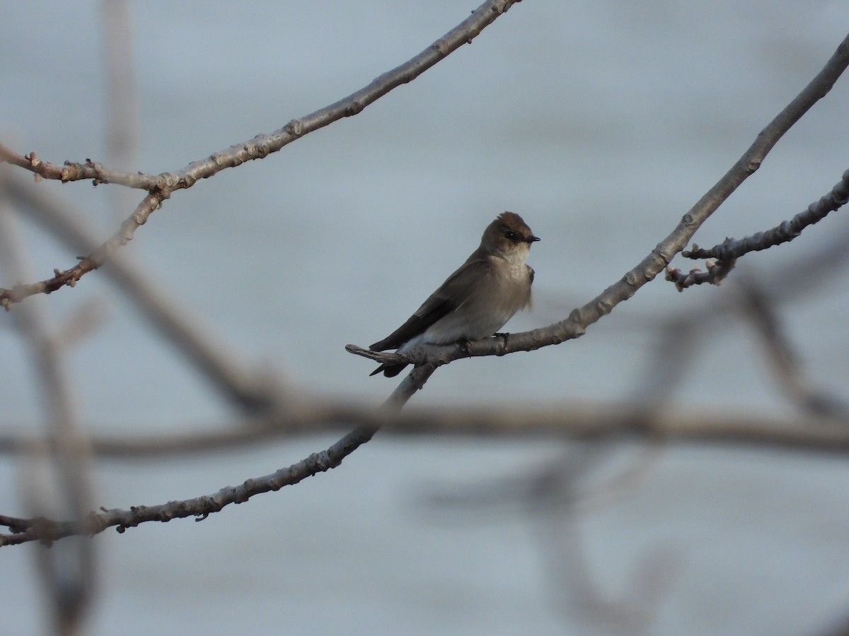 Northern Rough-winged Swallow - ML150675261