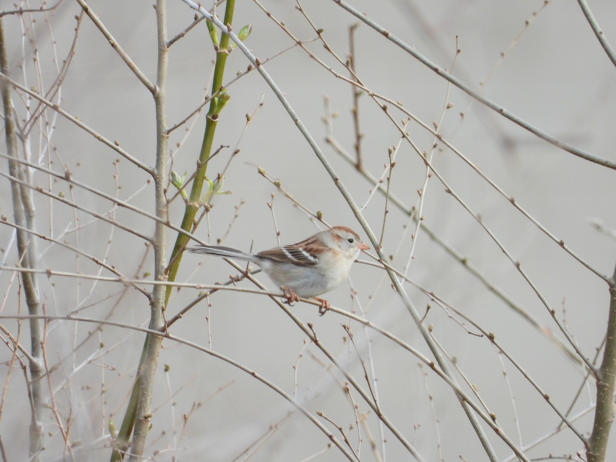 Field Sparrow - ML150675331