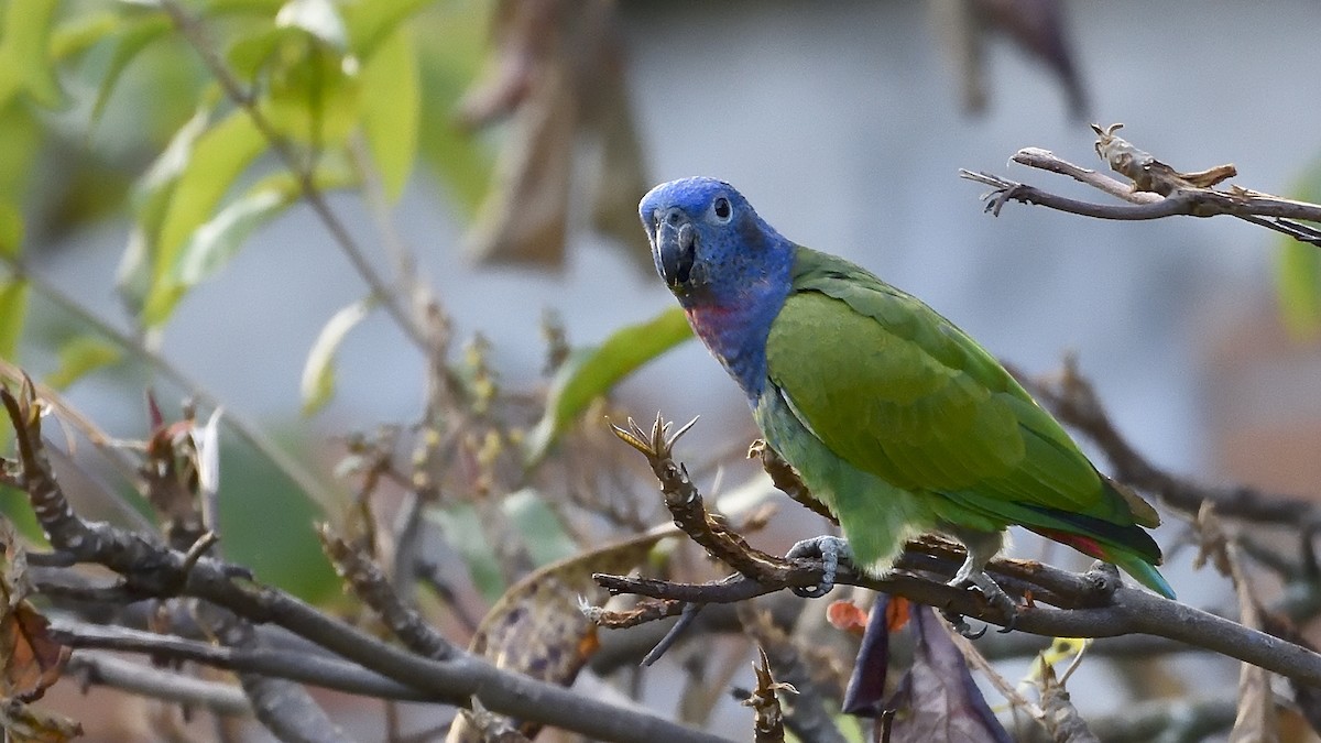 Blue-headed Parrot - Germán  Correa Jaramillo
