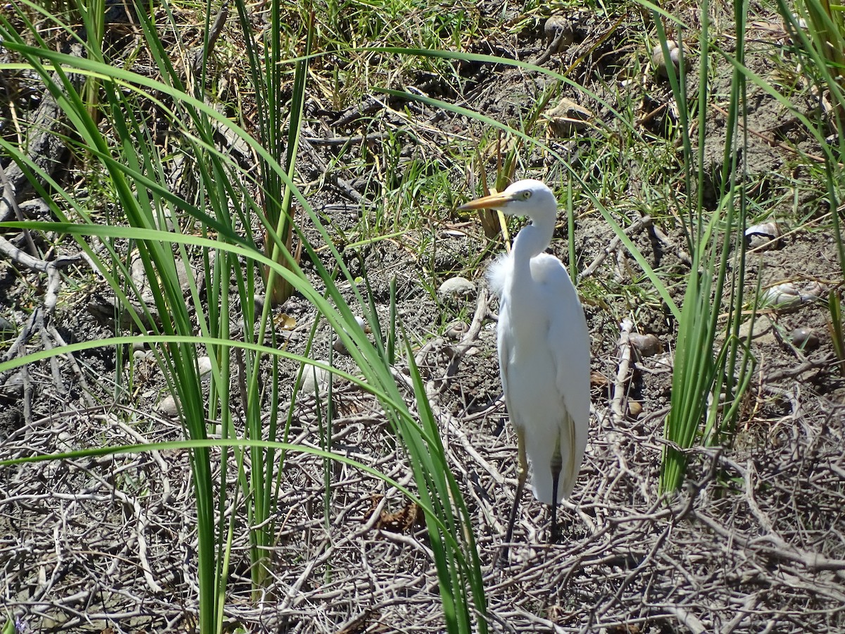 Yellow-billed Egret - Doris  Schaule