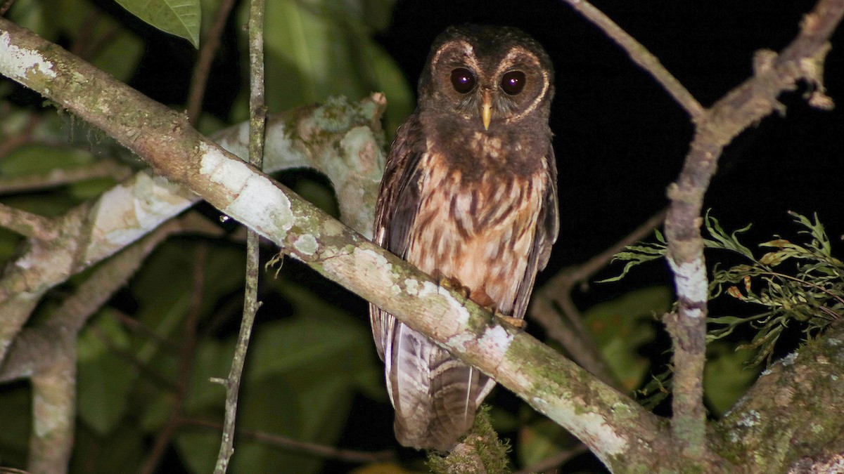 Mottled Owl - MARCELO JARDIM