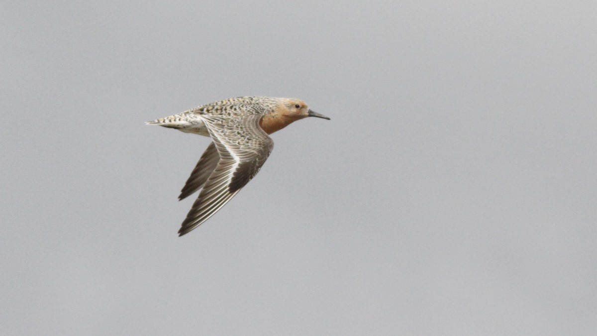 Red Knot - ML150677791