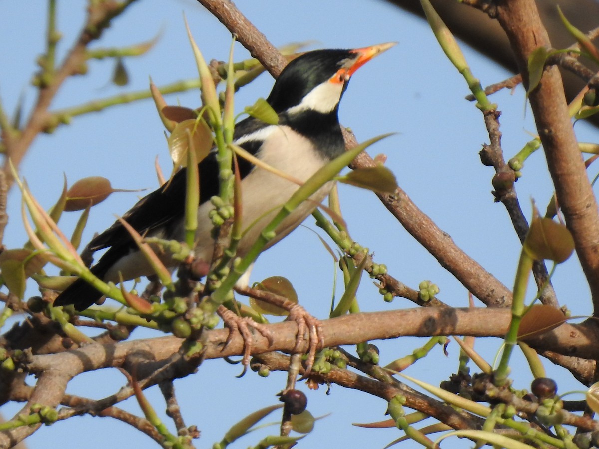 Indian Pied Starling - Sukhwant S Raj