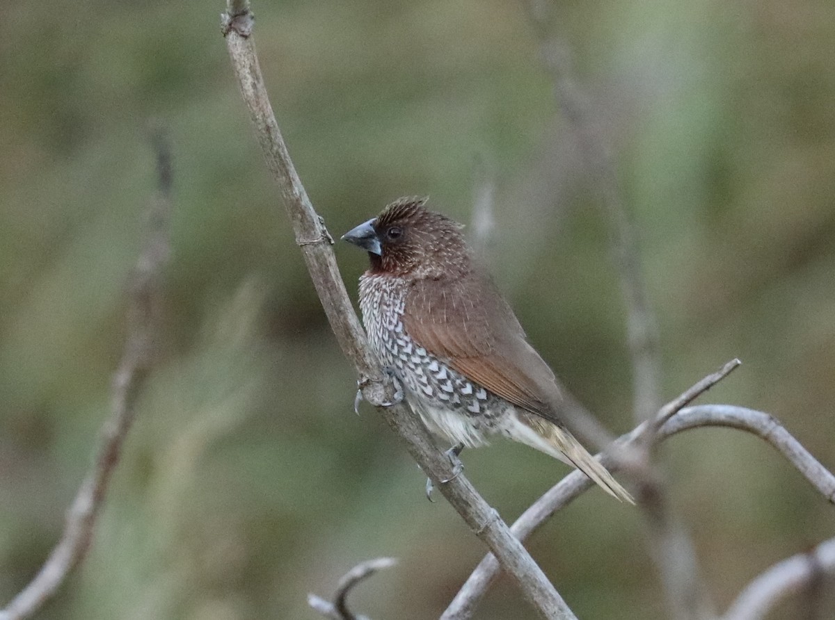 Scaly-breasted Munia - Howard Patterson