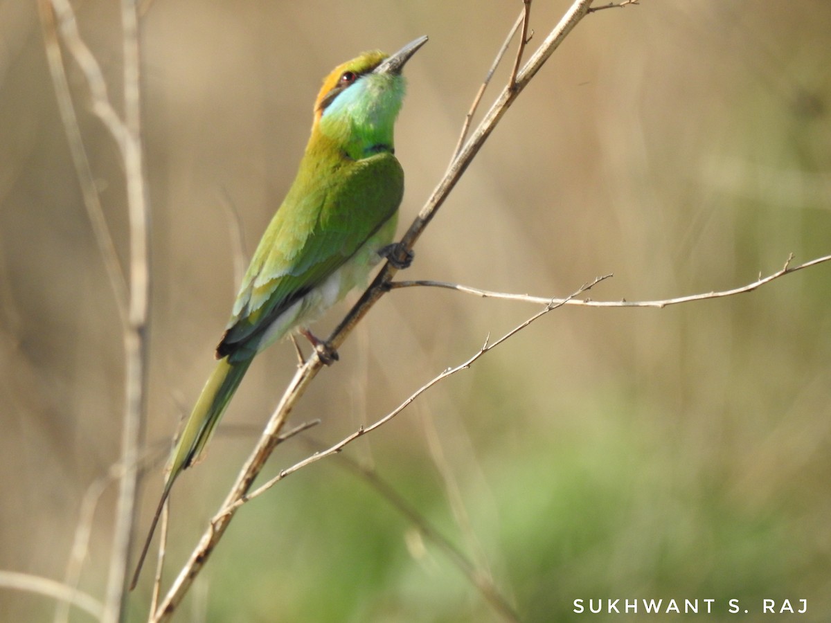 Asian Green Bee-eater - Sukhwant S Raj
