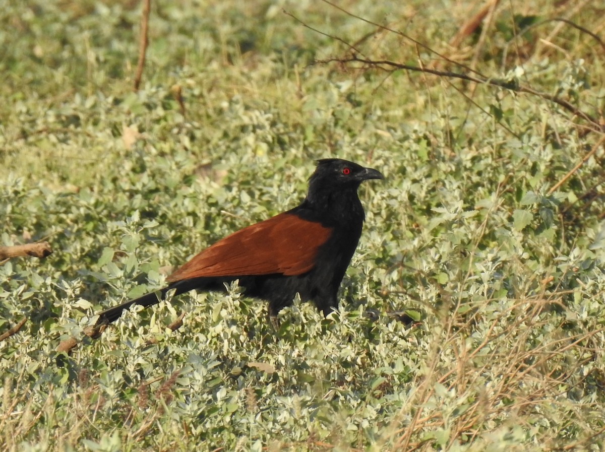 Greater Coucal - Sukhwant S Raj