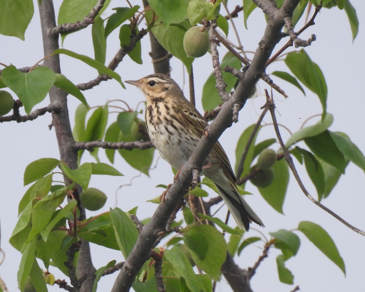 Olive-backed Pipit - ML150683201