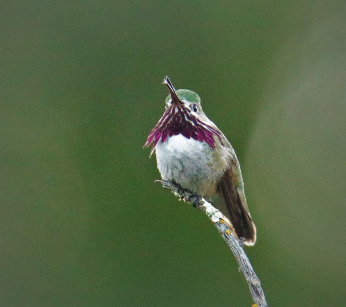 Calliope Hummingbird - Albert Linkowski