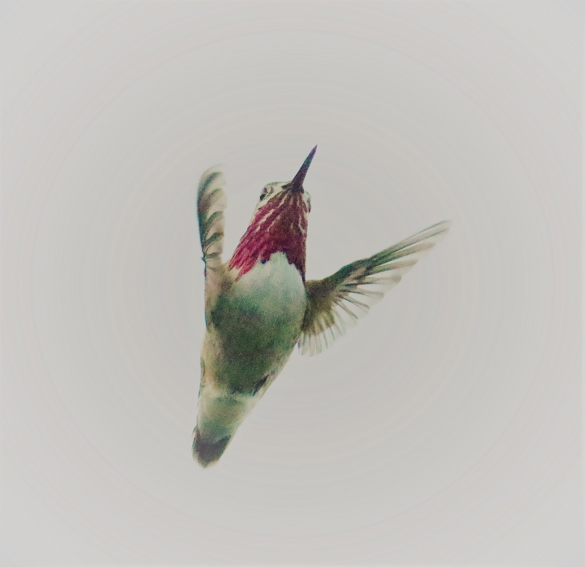 Calliope Hummingbird - ML150683671