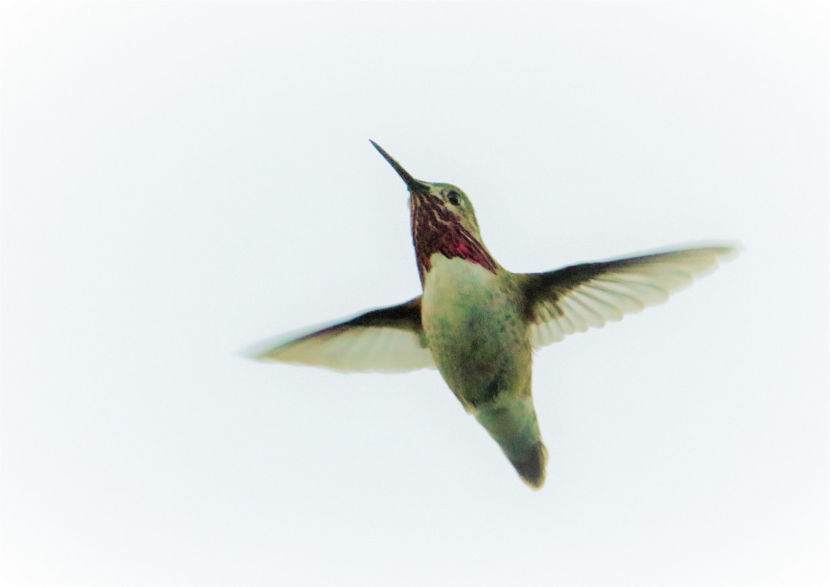 Calliope Hummingbird - ML150683691