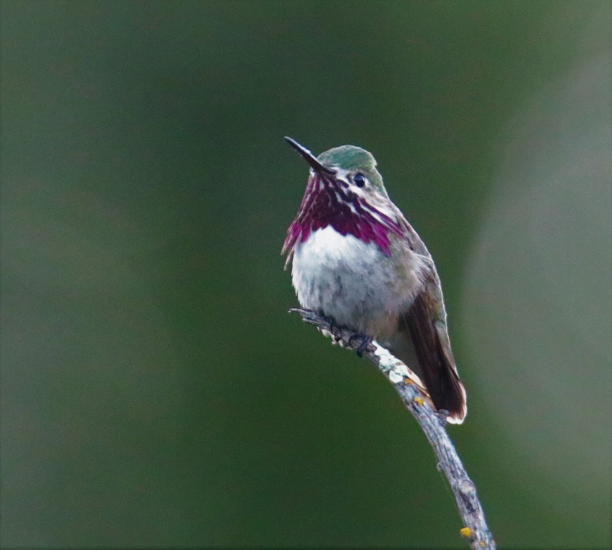 Calliope Hummingbird - Albert Linkowski