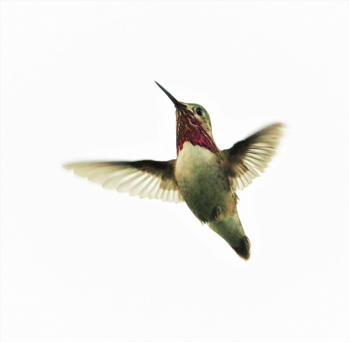 Calliope Hummingbird - ML150683731