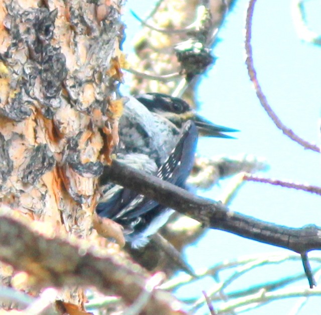 American Three-toed Woodpecker - Uday Sant
