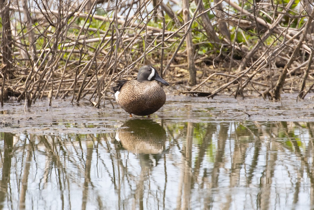 Blue-winged Teal - ML150686941