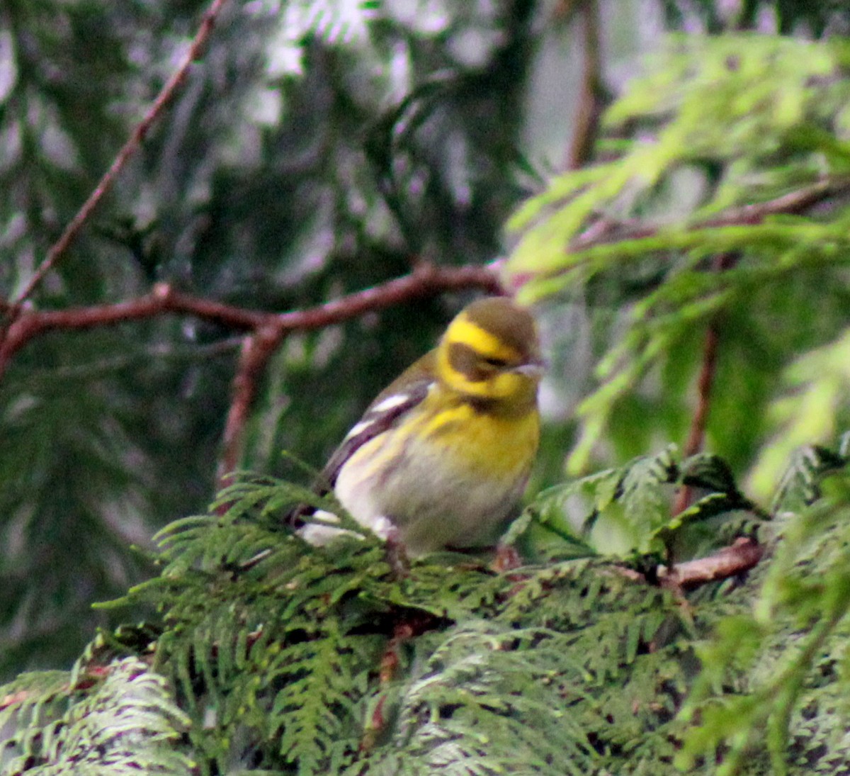 Townsend's Warbler - Uday Sant