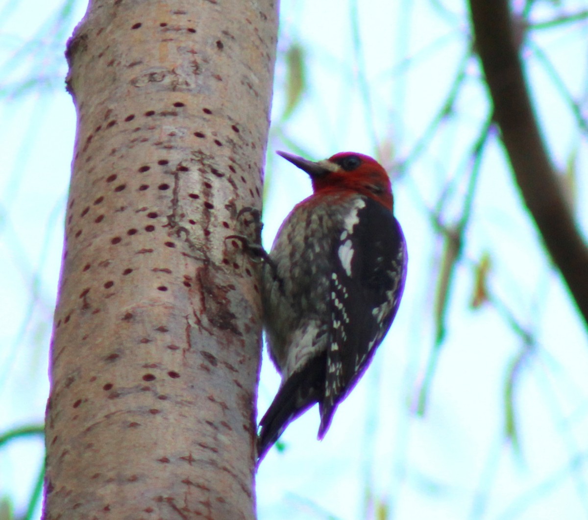 Red-breasted Sapsucker - Uday Sant