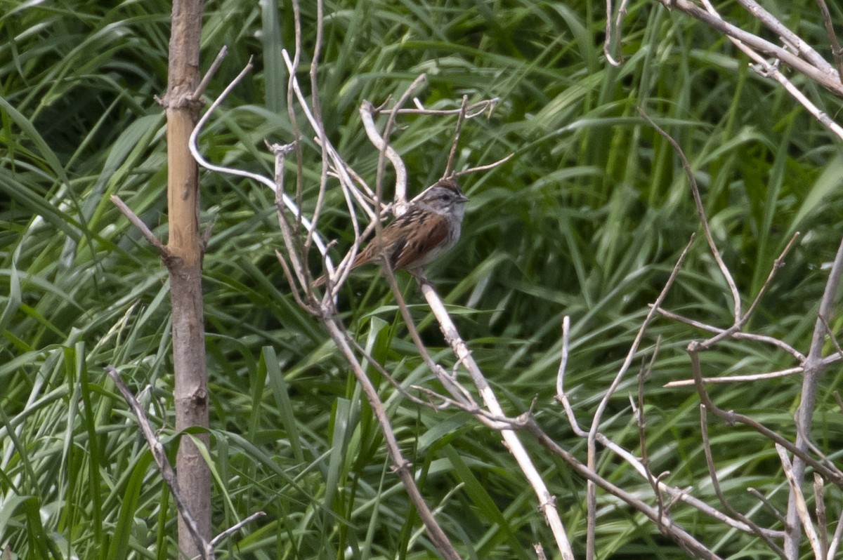 Swamp Sparrow - ML150687111