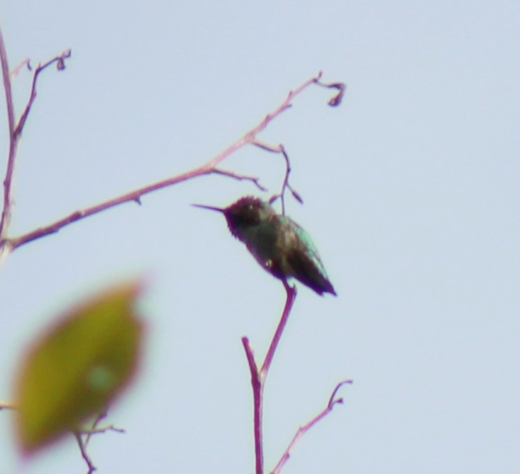 Anna's Hummingbird - ML150687141