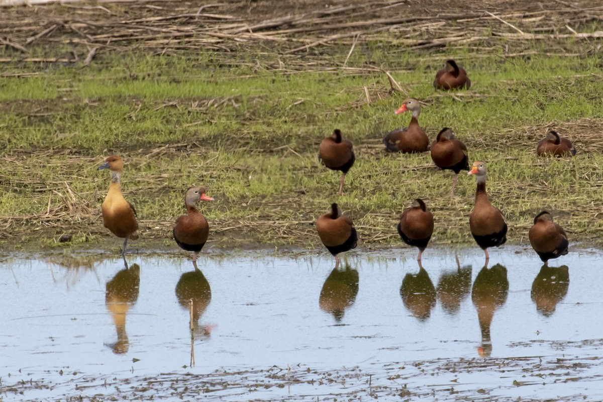 Fulvous Whistling-Duck - ML150687261