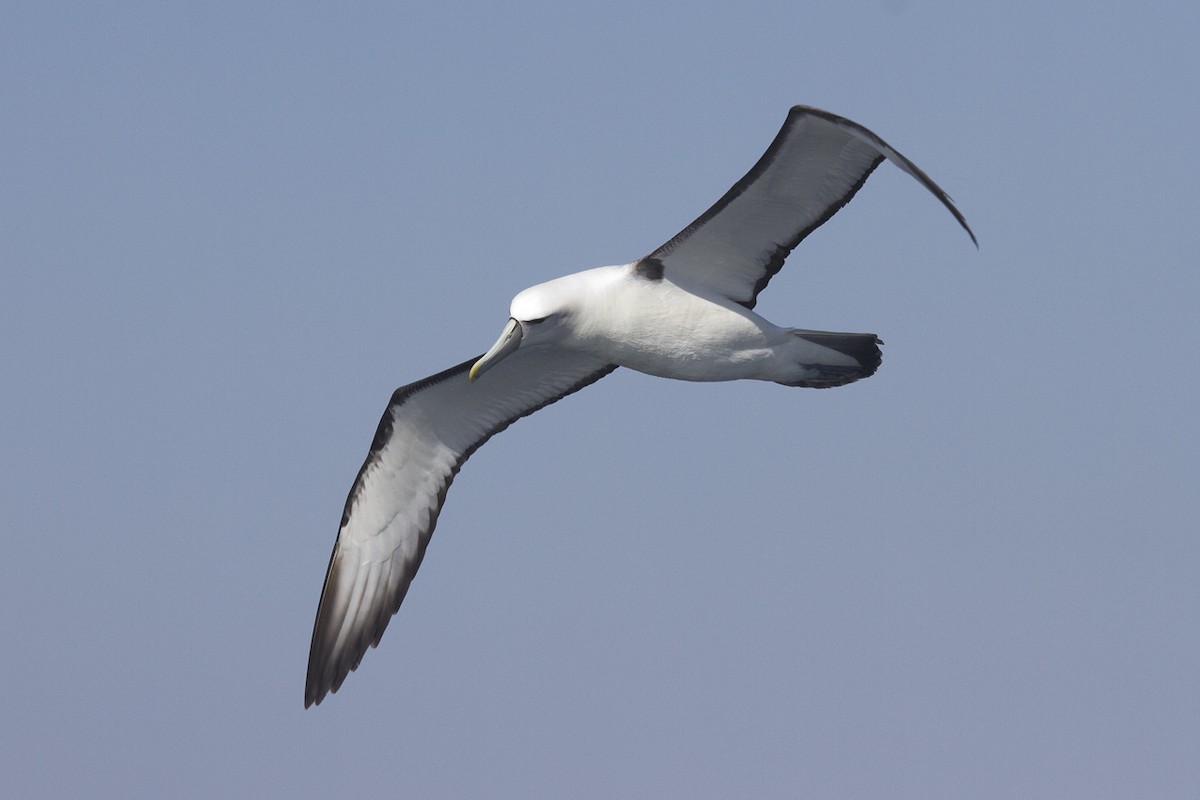 White-capped Albatross - Greg McLachlan