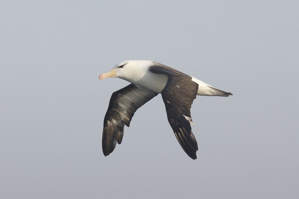 Black-browed Albatross (Black-browed) - Greg McLachlan