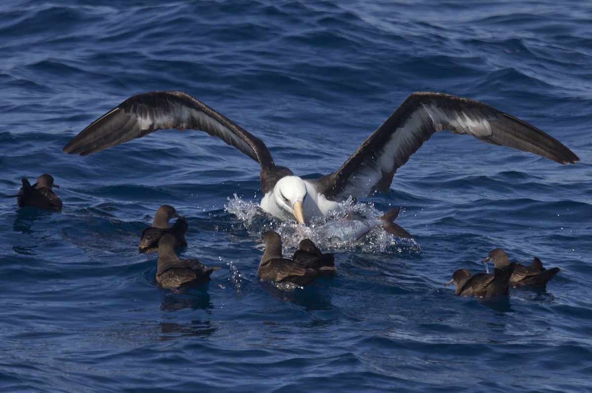 Black-browed Albatross (Campbell) - Greg McLachlan
