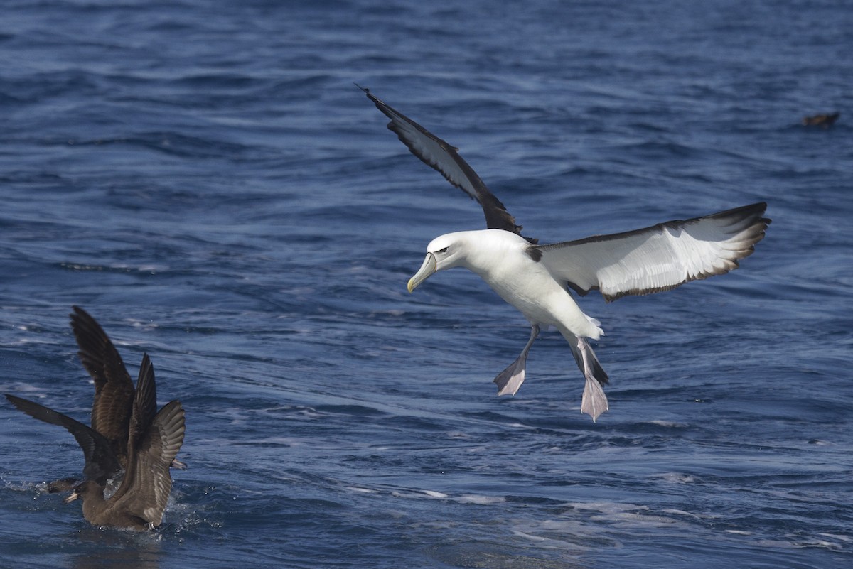 White-capped Albatross - Greg McLachlan