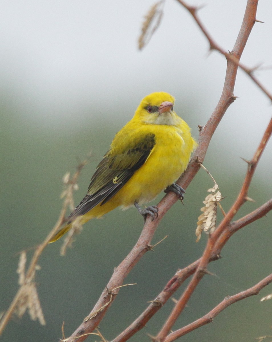 Indian Golden Oriole - Vyom Vyas