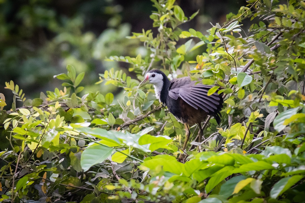 White-breasted Waterhen - Charles Thomas