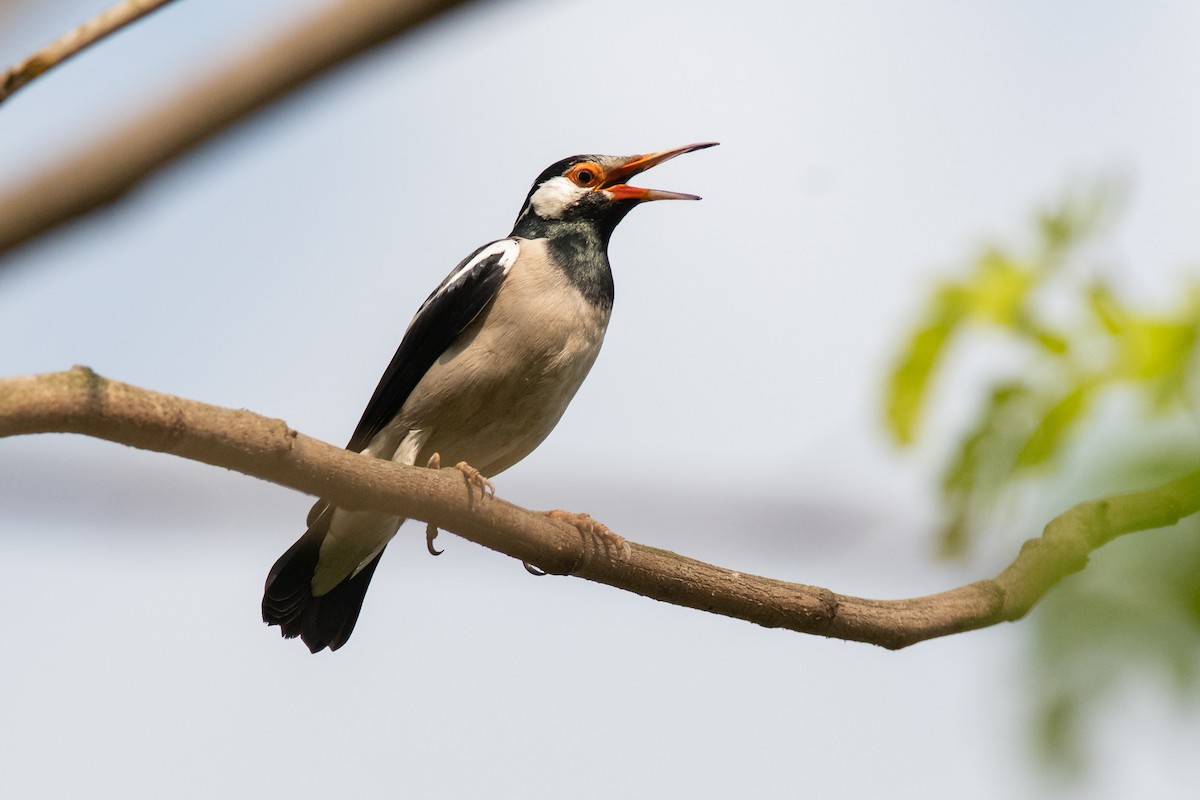 Indian Pied Starling - ML150688821