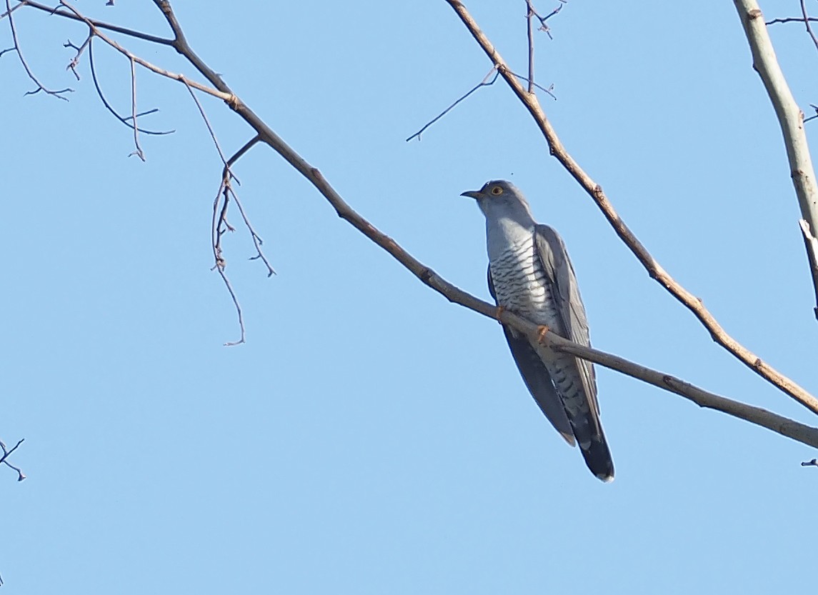 Common Cuckoo - ML150689301