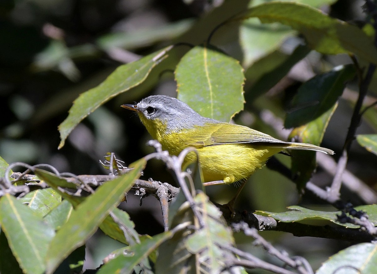 Gray-hooded Warbler - David Provencher