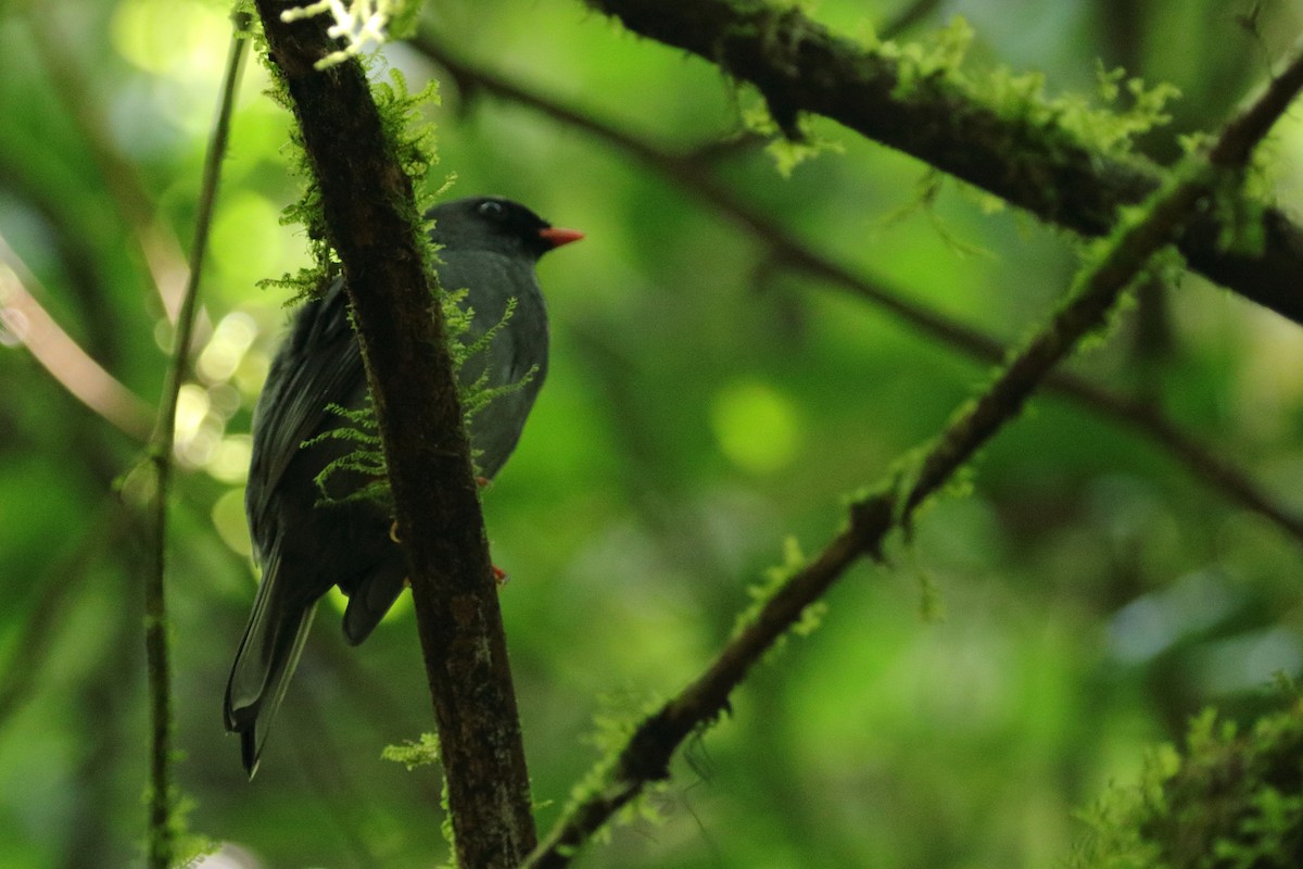 Black-faced Solitaire - ML150689861