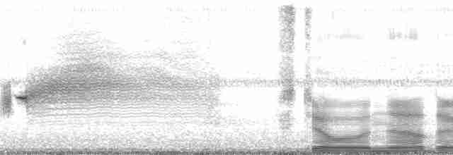 Приморская овсянка-барсучок (nigrescens) - ML15069
