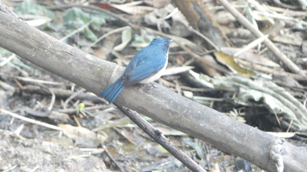 Tickell's Blue Flycatcher - ML150690141
