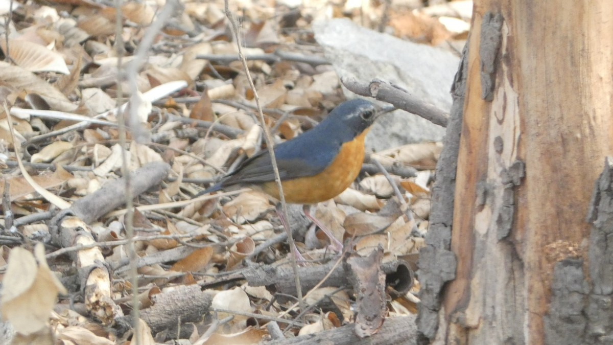 Indian Blue Robin - ML150690321