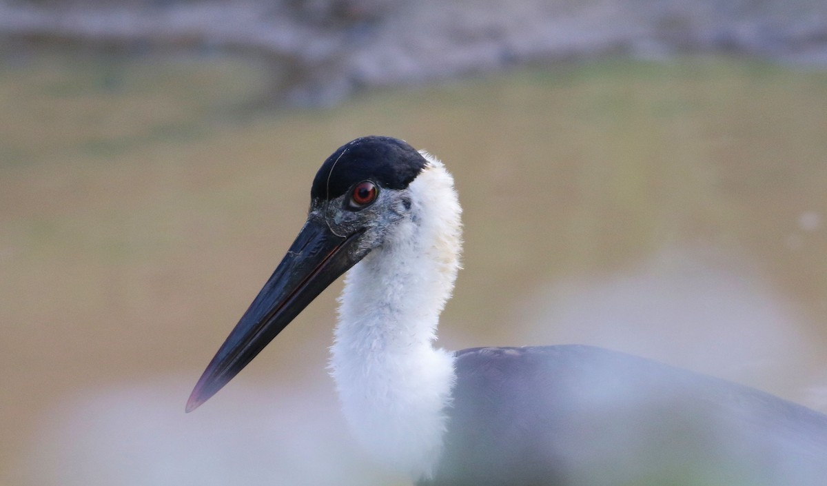 Asian Woolly-necked Stork - ML150690551
