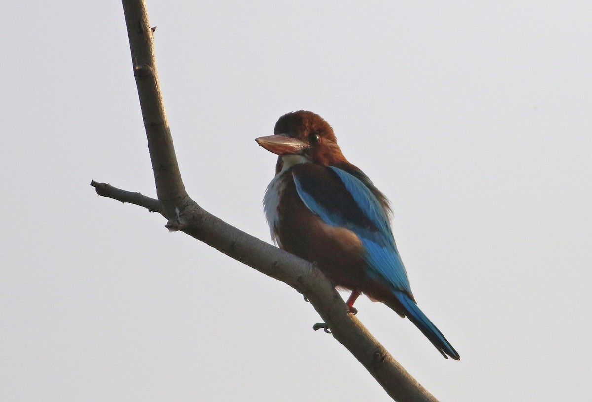 White-throated Kingfisher - Vicki Stokes