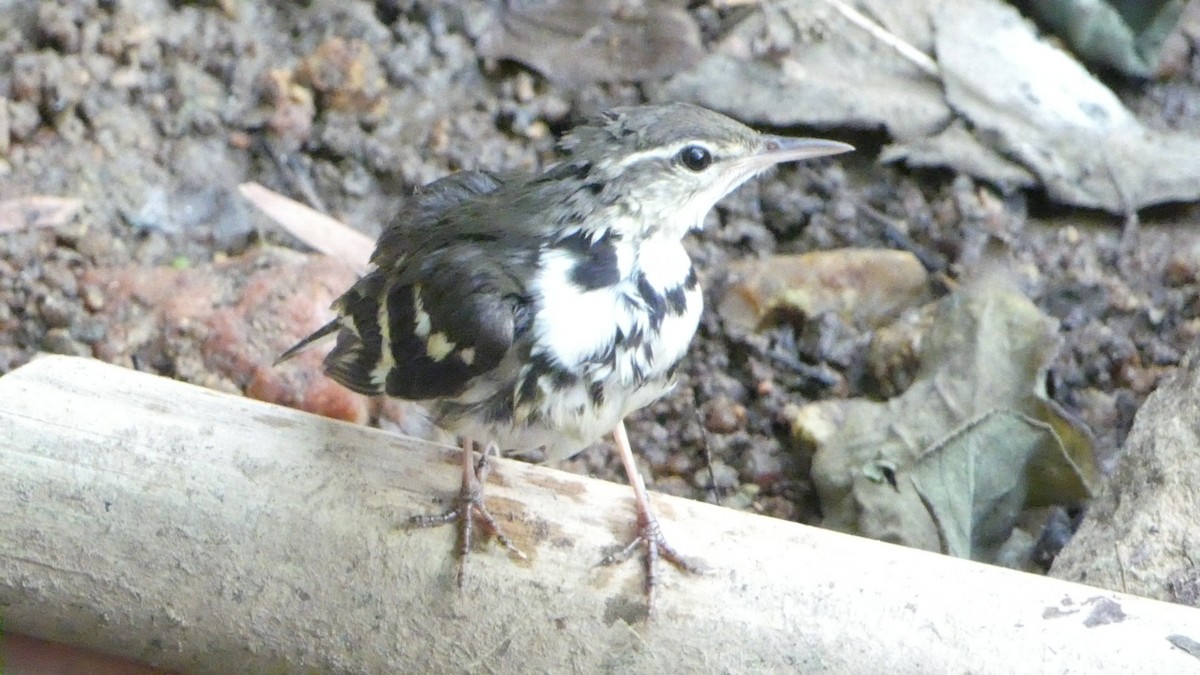 Forest Wagtail - ML150690701