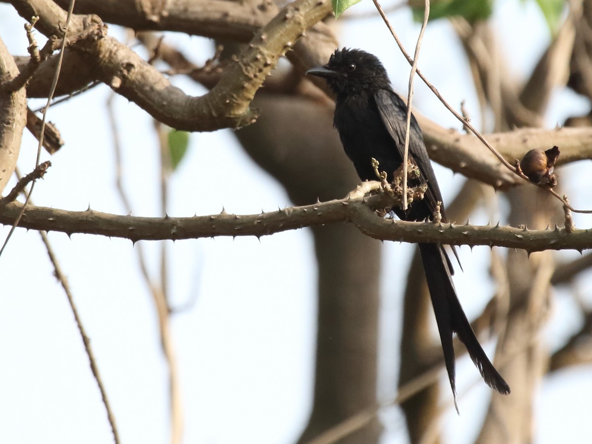 Greater Racket-tailed Drongo - Shekar Vishvanath
