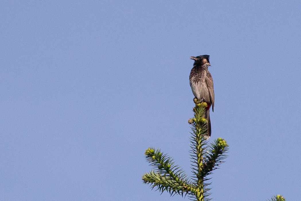 Red-vented Bulbul - ML150693161