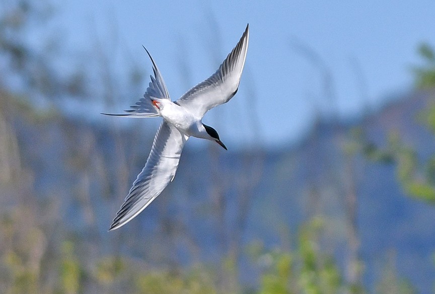 Forster's Tern - Mike Stensvold