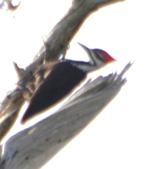 Pileated Woodpecker - ML150697481